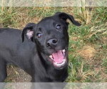 Lorelai - Female Mutt Dog for Adoption - Small photo
