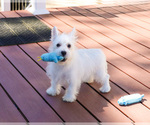 Small #2 West Highland White Terrier