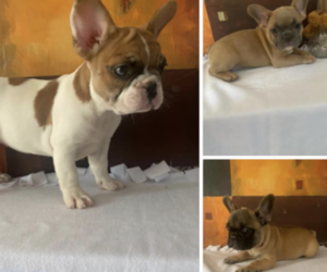 French Bulldog Puppy for sale in WORTHINGTON, OH, USA