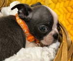 Small Photo #8 Boston Terrier Puppy For Sale in GILMER, TX, USA