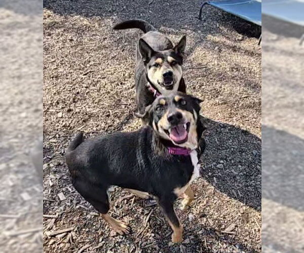 Medium Photo #2 Mutt Puppy For Sale in Bloomingdale, NJ, USA