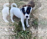 Small #4 Mutt
