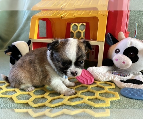 Medium Photo #4 Chihuahua Puppy For Sale in NEWVILLE, PA, USA
