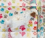 Small #1 Cavapoo (Miniature)-Poodle (Toy) Mix