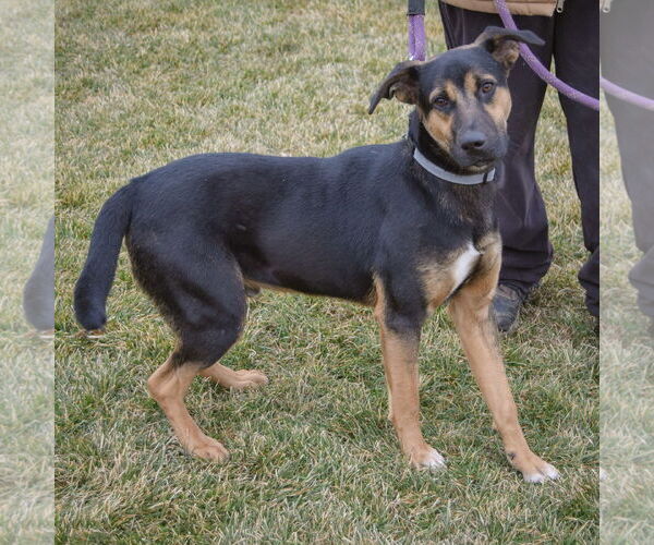 Medium Photo #2 German Shepherd Dog-Treeing Walker Coonhound Mix Puppy For Sale in Huntley, IL, USA