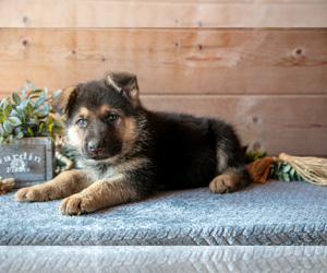German Shepherd Dog Litter for sale in GORDONVILLE, PA, USA