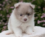 Small Photo #33 Pomeranian Puppy For Sale in GOSHEN, IN, USA