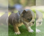 Small Photo #13 Bulldog Puppy For Sale in STOCKBRIDGE, GA, USA