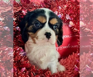 Cavalier King Charles Spaniel Puppy for sale in DELAND, FL, USA