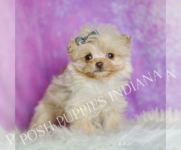 Medium Photo #3 Pomeranian Puppy For Sale in WARSAW, IN, USA