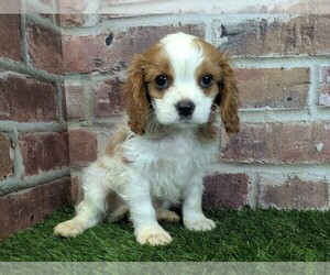 Cavalier King Charles Spaniel Puppy for Sale in MOBERLY, Missouri USA