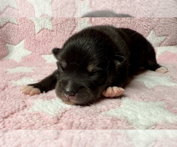 Medium Photo #2 Pomsky-Shiba Inu Mix Puppy For Sale in NASHUA, NH, USA