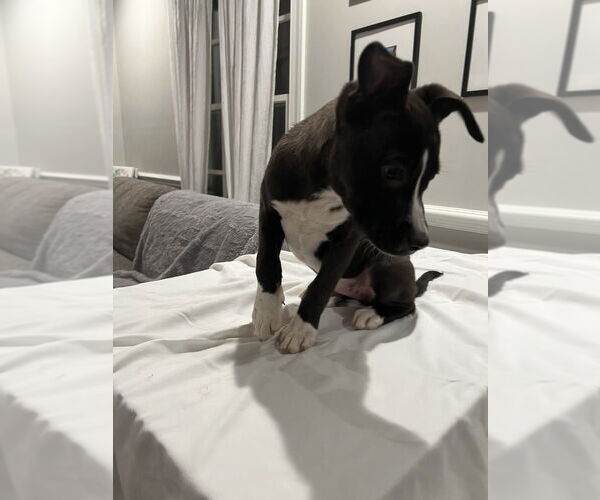 Medium Photo #4 Labrador Retriever-Unknown Mix Puppy For Sale in Raleigh, NC, USA