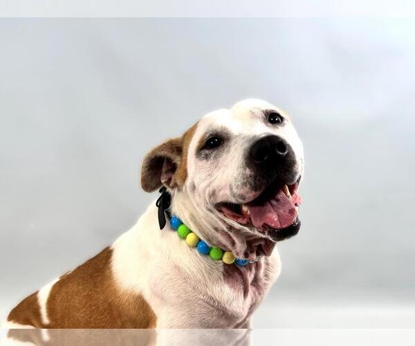 Medium Photo #2 American Pit Bull Terrier-Labrador Retriever Mix Puppy For Sale in Fort Collins, CO, USA