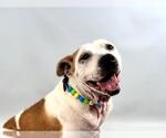 Small #1 American Pit Bull Terrier-Labrador Retriever Mix