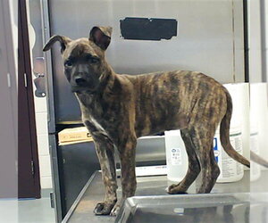 Mutt Dogs for adoption in Fayetteville, NC, USA