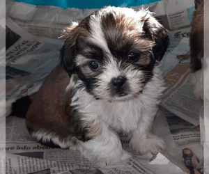 ShihPoo Puppy for sale in SPOTSYLVANIA, VA, USA