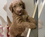 Small #11 Goldendoodle