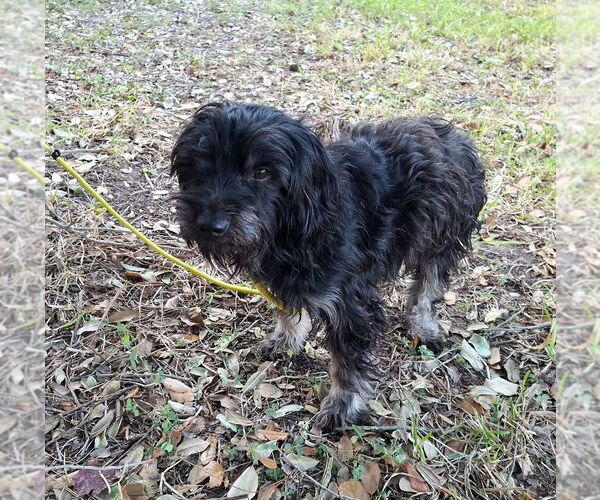 Medium Photo #2 Mutt Puppy For Sale in Missouri City, TX, USA