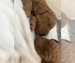 Small Photo #17 Goldendoodle Puppy For Sale in CHULA VISTA, CA, USA