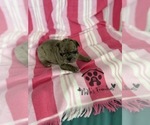 Small #17 French Bulldog