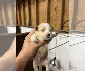Morkie Puppy for Sale in WHITE OAK, Georgia USA