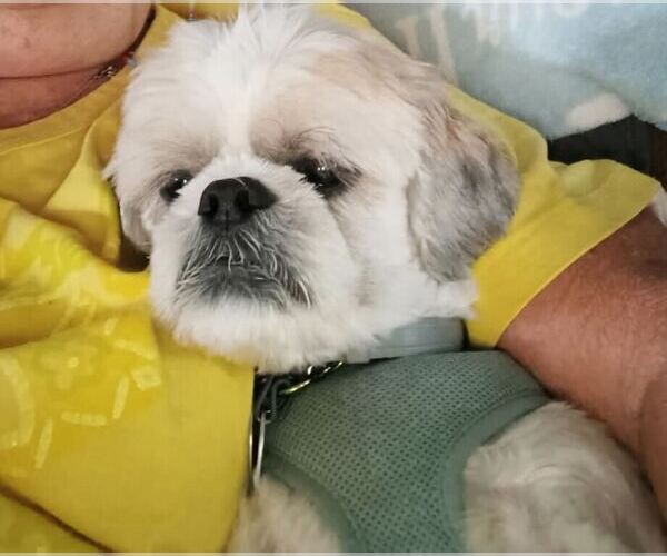 Medium Photo #4 Shih Tzu Puppy For Sale in Silver Spring, MD, USA