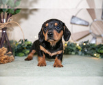 Small Photo #9 Dachshund Puppy For Sale in NAPPANEE, IN, USA