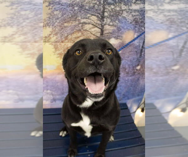 Medium Photo #4 Mutt Puppy For Sale in Evansville, IN, USA