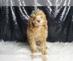Small Photo #3 Poodle (Toy) Puppy For Sale in WARSAW, IN, USA