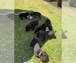 Small Photo #23 Cane Corso Puppy For Sale in LIVERMORE, CA, USA