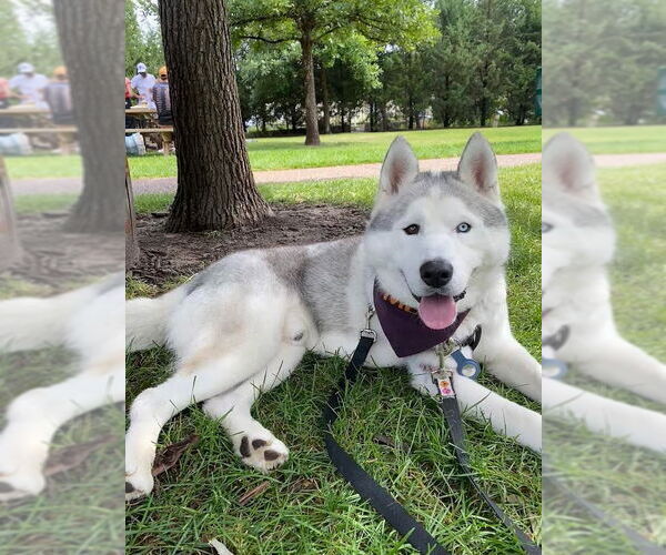 Medium Photo #8 - Mix Puppy For Sale in Minneapolis, MN, USA