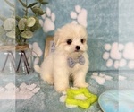 Teddy - Male Mal-Shi Puppy for Sale - Photo #6