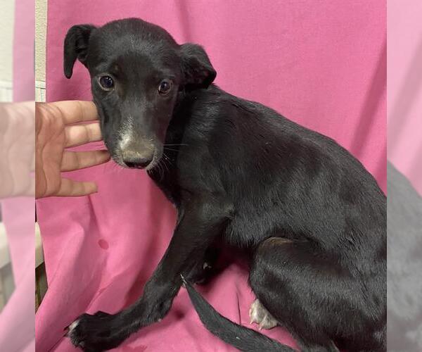 Medium Photo #1 Border Collie-Unknown Mix Puppy For Sale in Modesto, CA, USA