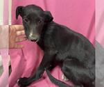 Small Border Collie Mix