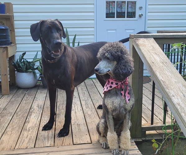 Medium Photo #1 Great Dane Puppy For Sale in CLINTON, SC, USA