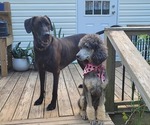 Small Great Dane
