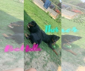 Mother of the Rottweiler puppies born on 10/15/2021