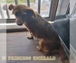 Small #11 Chiweenie