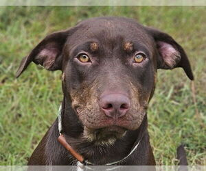 Labrador Retriever-Unknown Mix Dogs for adoption in Canton, CT, USA