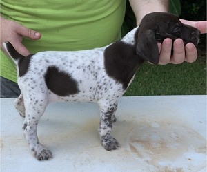 German Shorthaired Pointer Puppy for sale in ALBANY, GA, USA
