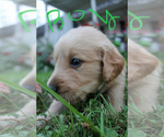 Small Photo #2 Golden Retriever Puppy For Sale in REDKEY, IN, USA