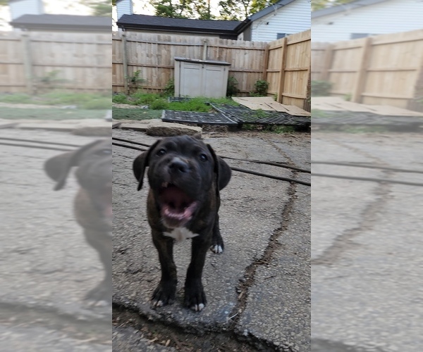 Medium Photo #29 America Bandogge Mastiff Puppy For Sale in JOLIET, IL, USA