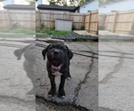 Small Photo #29 America Bandogge Mastiff Puppy For Sale in JOLIET, IL, USA