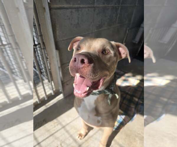 Medium Photo #2 Mutt Puppy For Sale in Oakhurst, NJ, USA