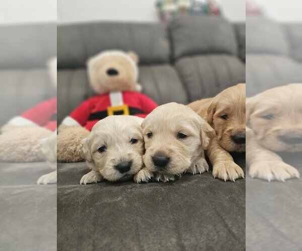 Medium Photo #8 Golden Retriever Puppy For Sale in SACRAMENTO, CA, USA