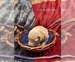 Small Photo #23 Bordoodle Puppy For Sale in COPPERAS COVE, TX, USA