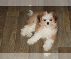 Mi-Ki Puppy for sale in THAYER, KS, USA