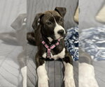 Small #9 American Pit Bull Terrier Mix
