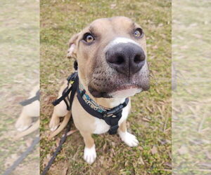 Mutt Dogs for adoption in Candler, NC, USA